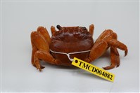 藏品(白紋方蟹)的圖片